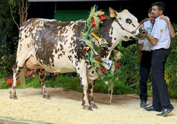 Lors du Space 2023, plusieurs vaches normandes ont été distinguées par le jury. Lors du Space 2023, plusieurs vaches normandes ont été distinguées par le jury.